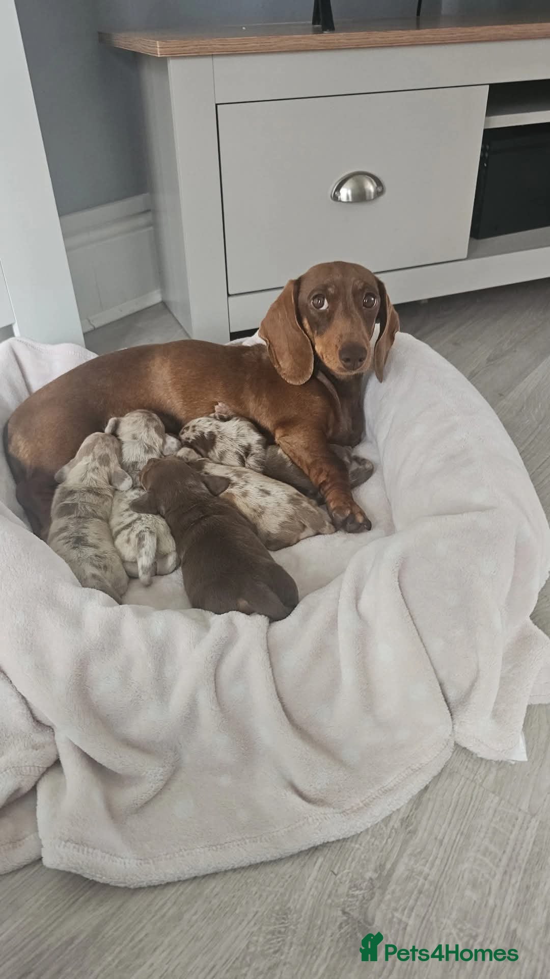 Miniature Dachshund dogs for sale: Miniture dachshund dapple - Advert 9