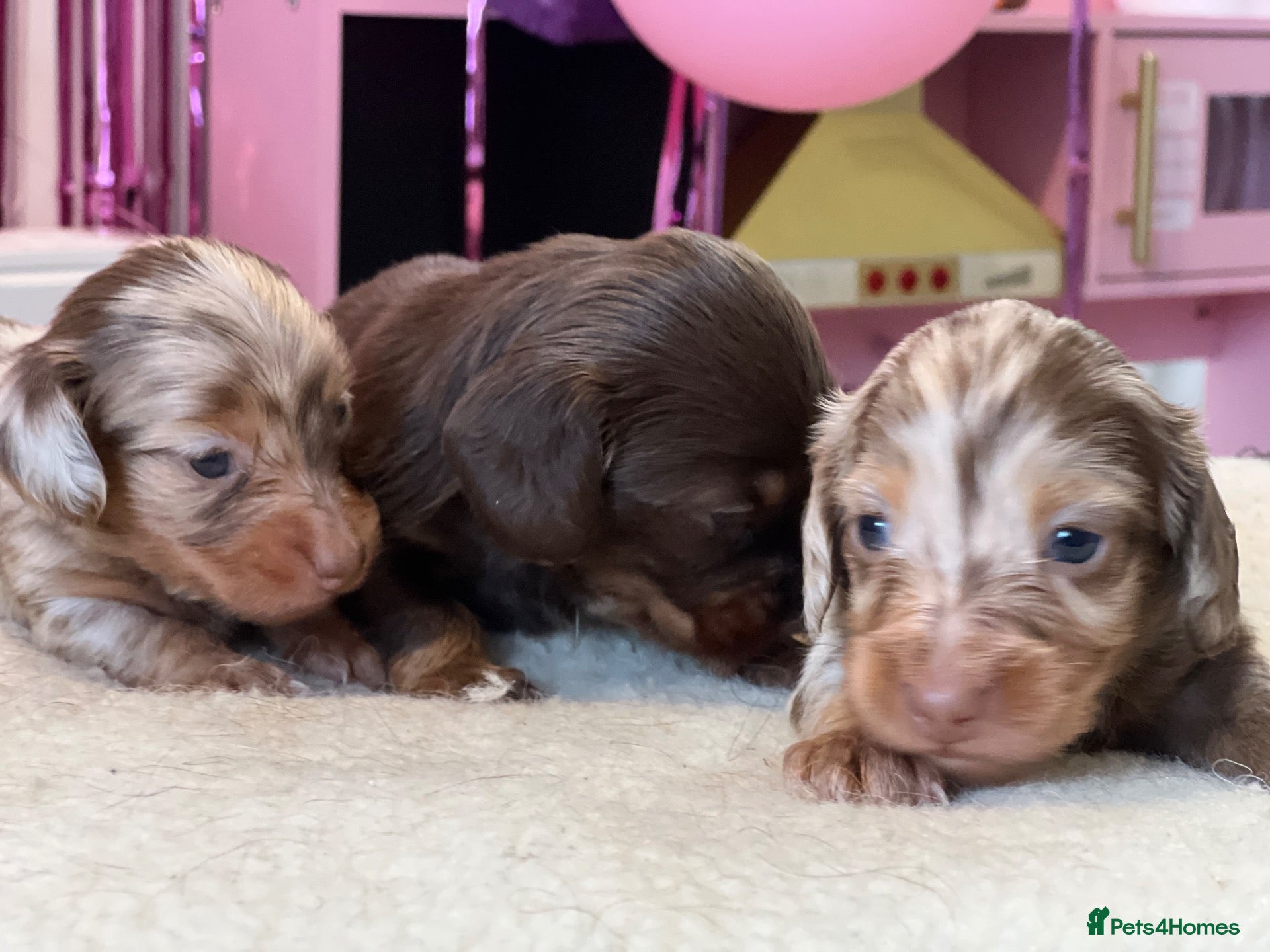 Miniature Dachshund dogs Tiny KC Long Haired Dachshunds  Chocolate & Dapple - Advert 1