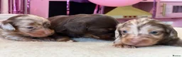 Miniature Dachshund dogs for sale: Tiny KC Long Haired Dachshunds  Chocolate & Dapple - Advert 1