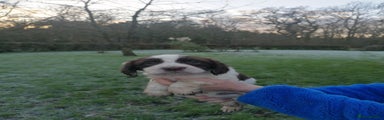 English Springer Spaniel Puppy 2