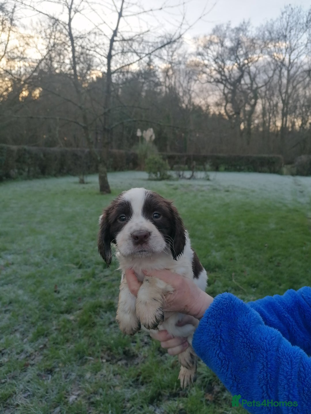 English Springer Spaniel dogs for sale: Beautiful English springer spaniel puppies  - Advert 7