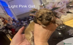 Miniature Dachshund dogs for sale: Reservation list now open! - Image 28
