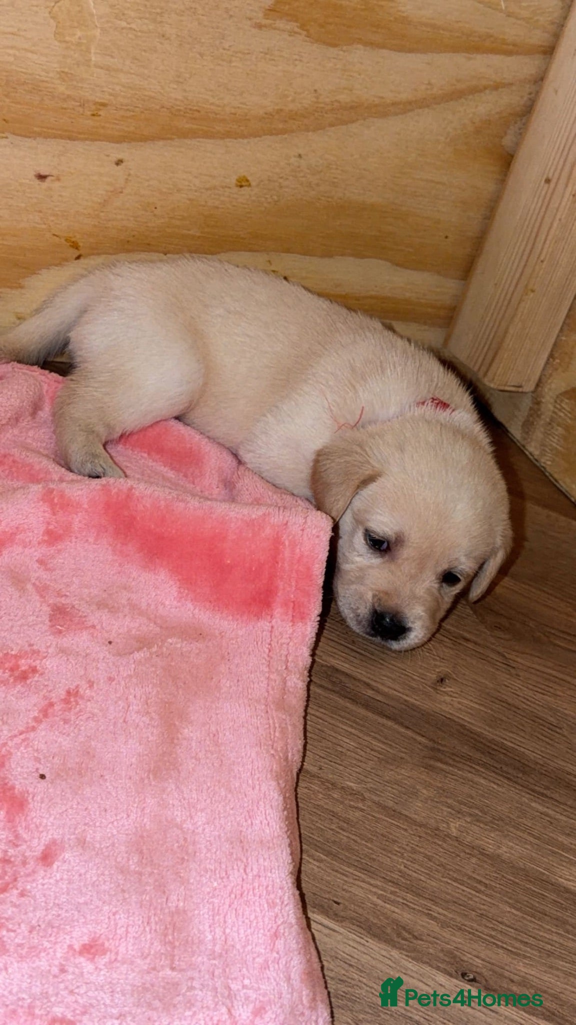 Goldador dogs 🐾 Stunning Goldador Puppies 🐾 - Advert 2