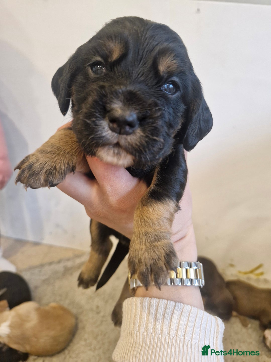 Sprocker dogs for sale: 🐾 Beautiful Sprocker Spaniel Puppies – £1000 🐾 - Advert 20