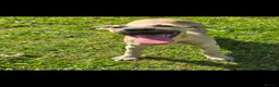 Mixed Breed dogs for sale: Whippet cross whippet lurcher male - Advert 9