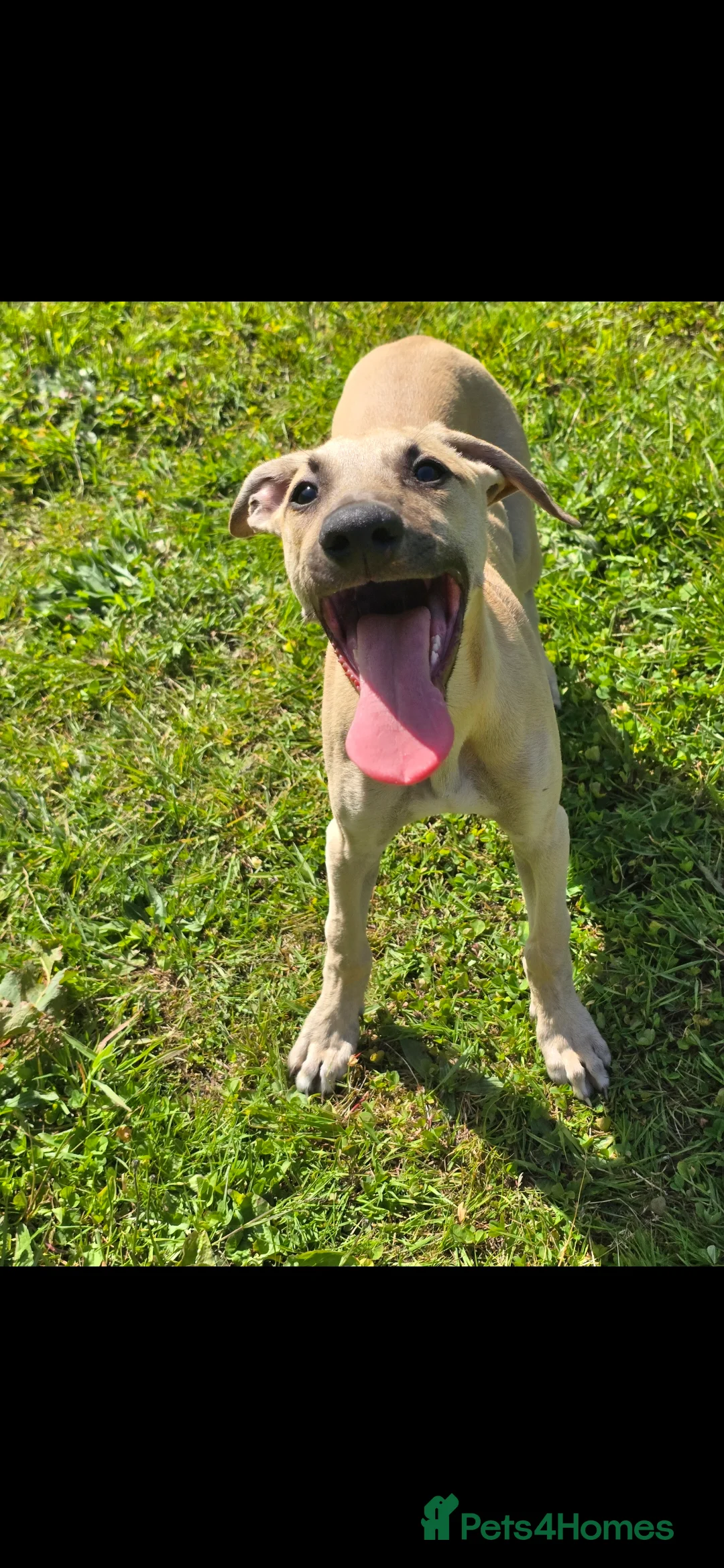 Mixed Breed dogs for sale: Whippet cross whippet lurcher male - Advert 9