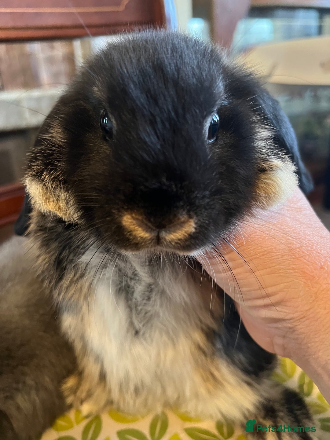 Mini Lop rabbits for sale: Two Mini Lop with Plush Baby Boys - Image 21