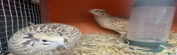 Quail poultry for sale: Family of Quails (Laying) - Advert 4