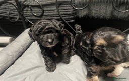 Labradoodle dogs for sale: F1bb miniature labradoodle puppies ready to go - Image 6