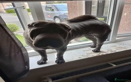 Shar Pei dogs for sale: Munroe  - Image 2
