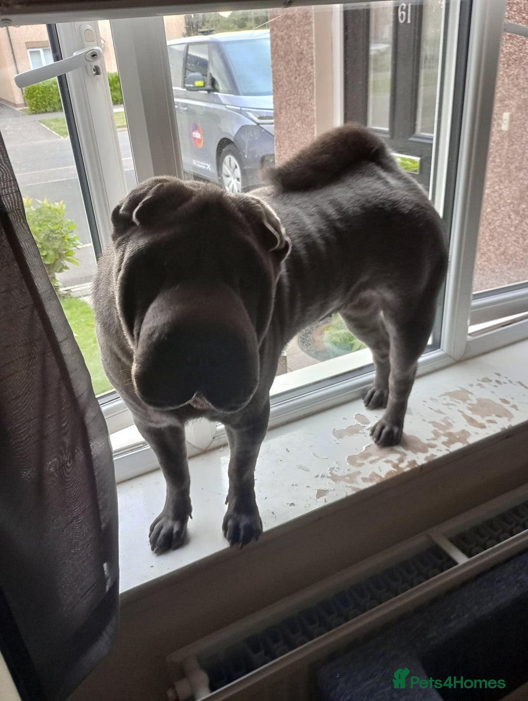 Shar Pei dogs for sale: Munroe  - Image 2