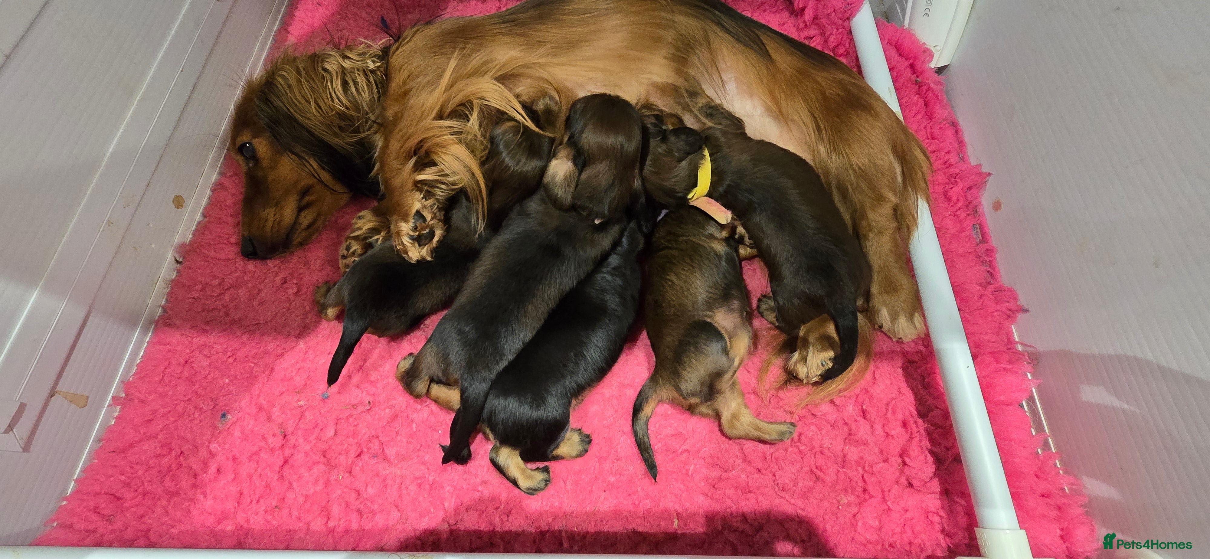 Miniature Dachshund dogs Miniature long haired dachshunds - Advert 1