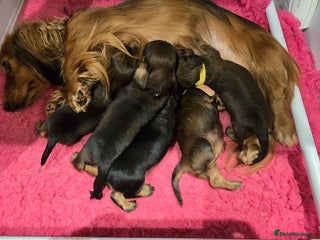 Miniature Dachshund dogs Miniature long haired dachshunds - Advert 1