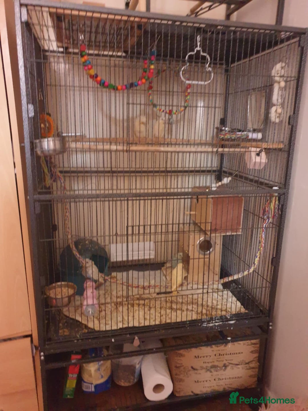 Budgerigars birds for sale: Beautiful hand reared baby budgies  - Advert 9