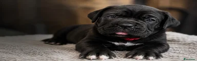 Cane Corso 5