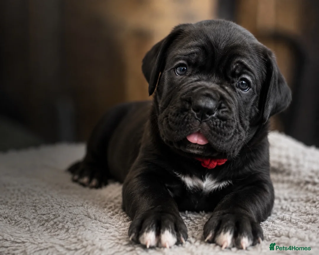 Cane Corso dogs for sale: 🐾 European Champion Bloodline Cane Corso Puppies - Advert 14