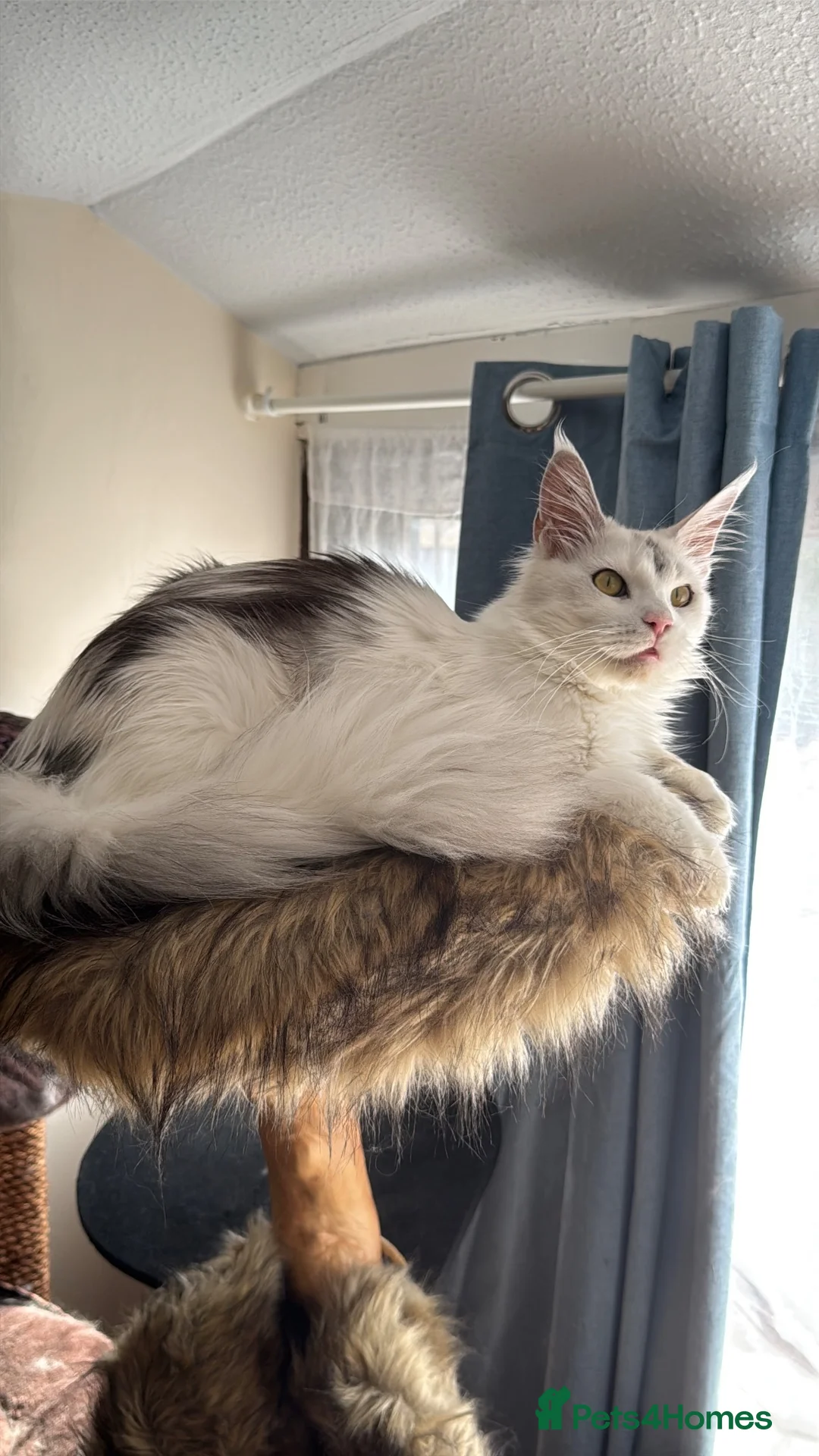 Maine Coon cats for sale: 🐾 Maine Coon Girl Looking for Her Forever Home🐾  - Advert 1