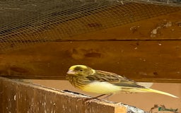 Canaries birds for sale: Fife Canaries and zebra finches for sale - Image 3