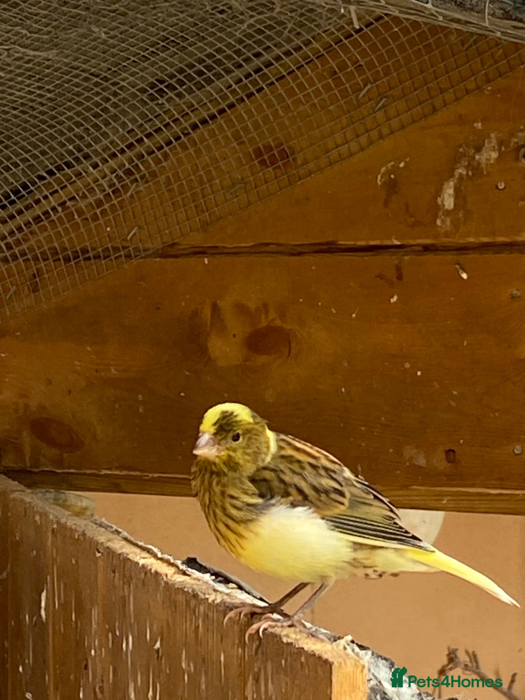 Canaries birds for sale: Fife Canaries and zebra finches for sale - Image 3
