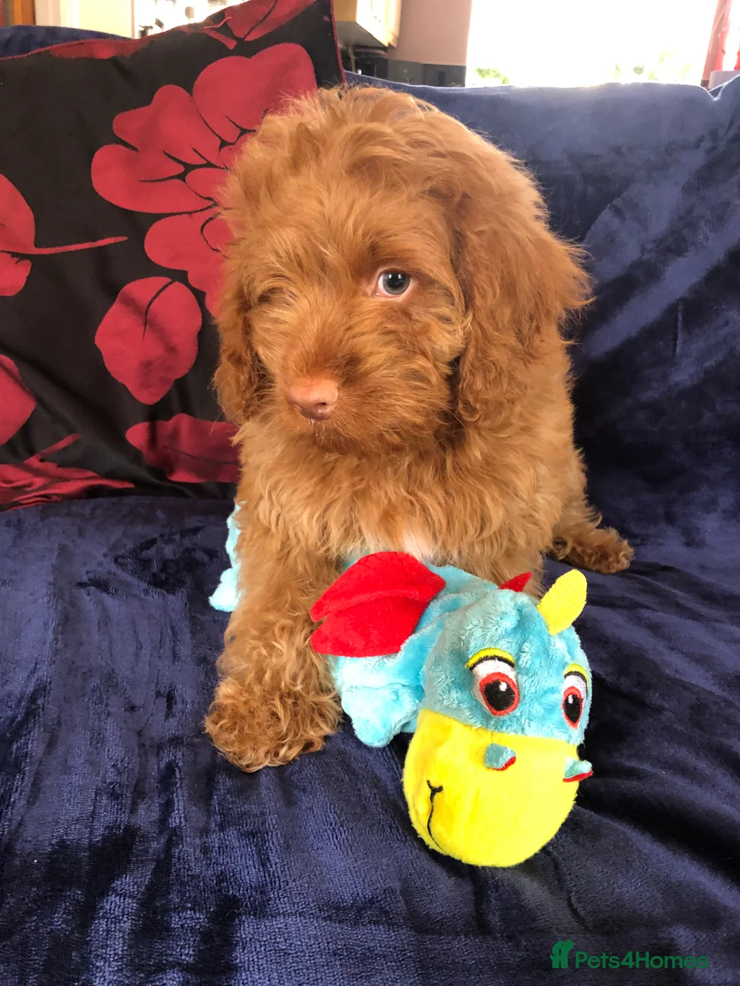 Cockapoo dogs for sale: Cockapoo puppies for sale  - Advert 2