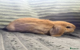 Mini Lop rabbits for sale: Handsome little mini lop  - Image 3