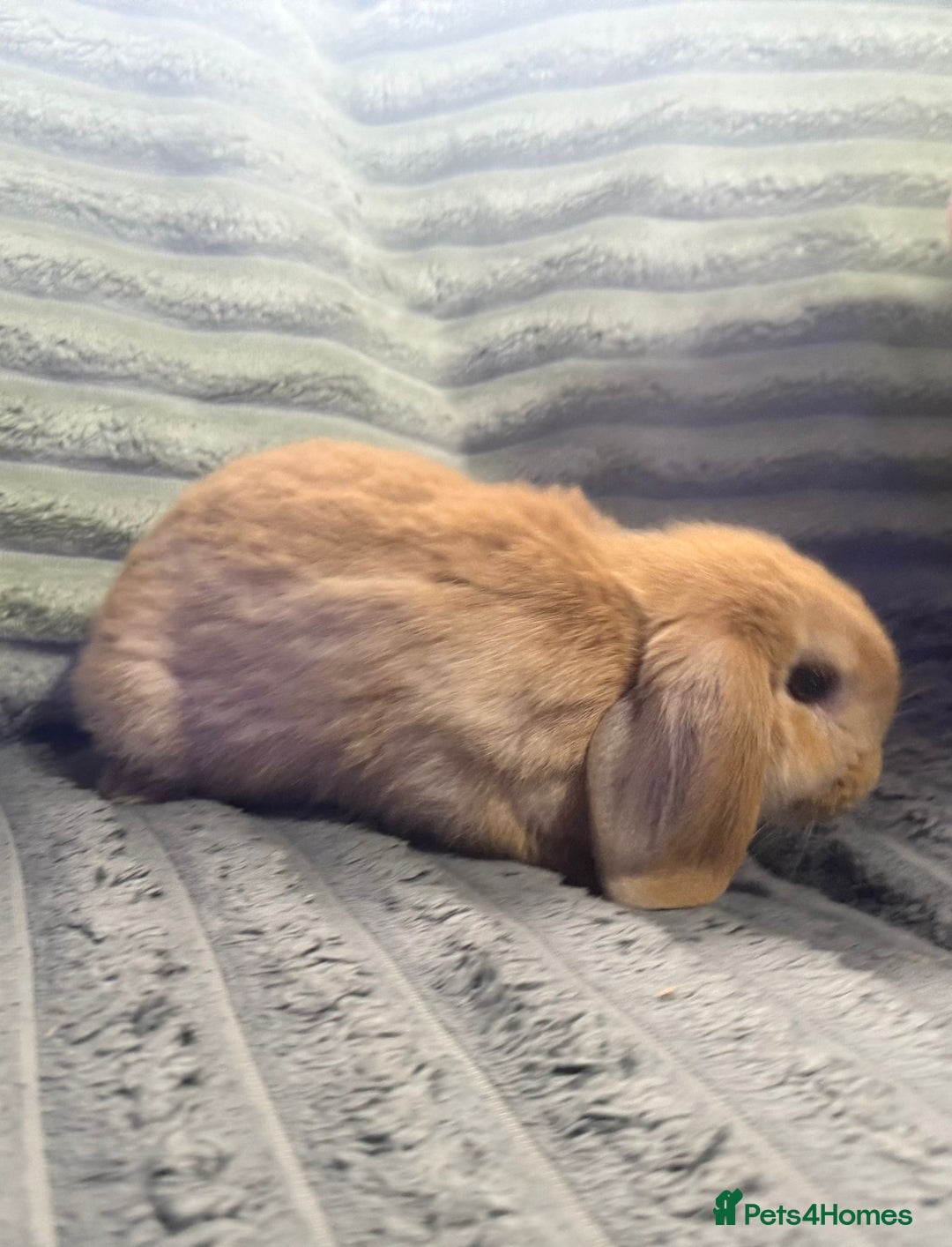 Mini Lop rabbits for sale: Handsome little mini lop  - Image 3