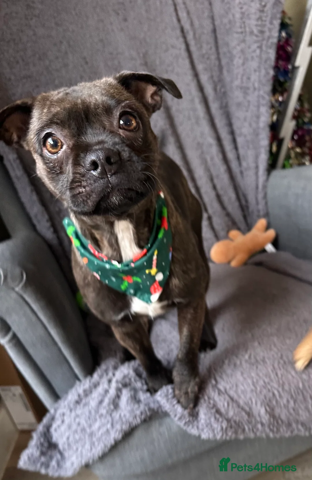 Mixed Breed dogs for sale: Special home wanted for young Frenchton Girl - Advert 2