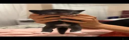 Mixed Breed cats for sale: 5 beautiful grey/black/white kittens in London - Advert 26