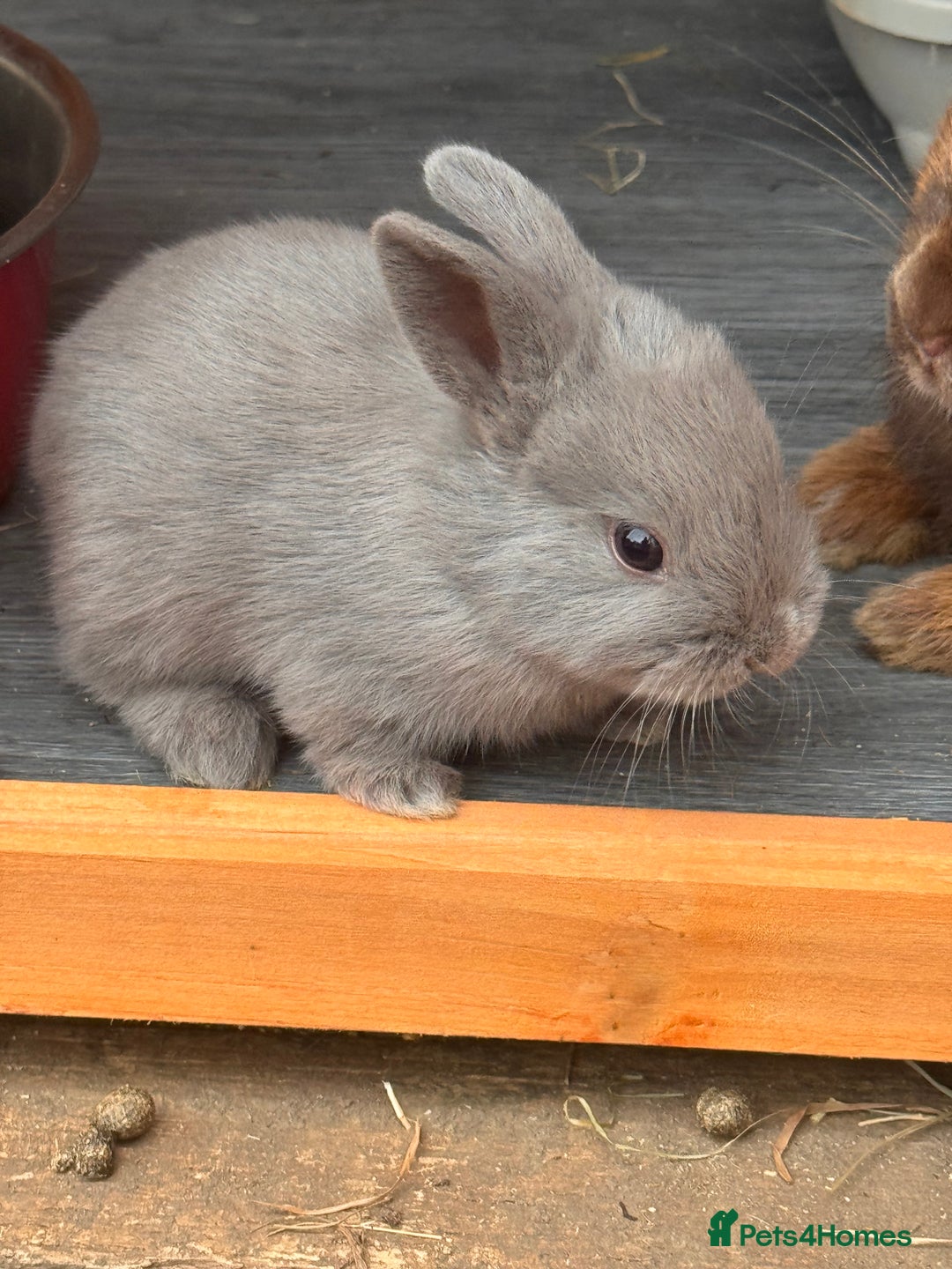 Mixed Breed rabbits for sale: mixed breed baby bunnies  - Image 22