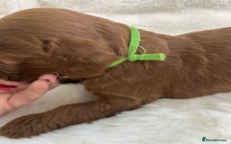 Goldendoodle dogs for sale: Outstanding Quality health tested Goldendoodles  - Image 29