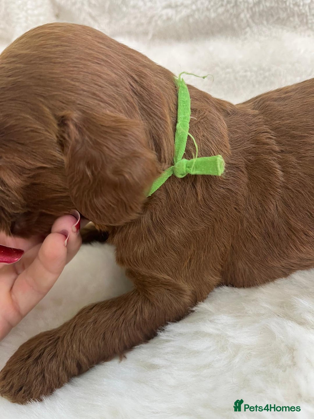 Goldendoodle dogs for sale: Outstanding Quality health tested Goldendoodles  - Image 29