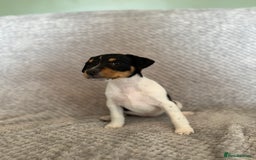 Jack Russell dogs for sale: Stunning tri coloured Jack Russel girl available  - Image 3