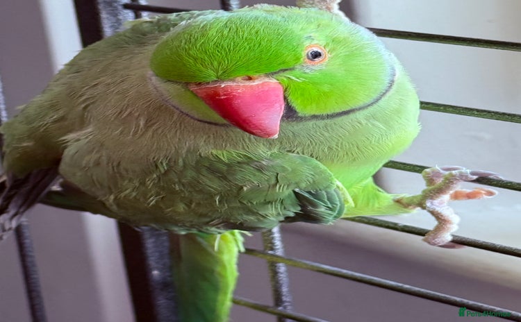Ringnecks birds - Advert 1
