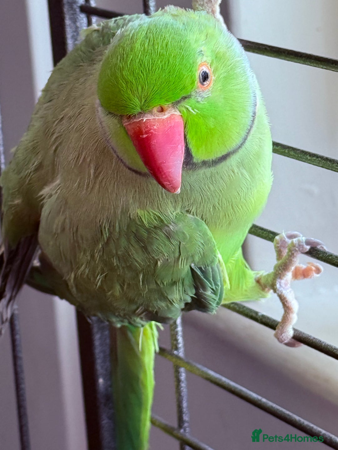 Ringnecks birds for sale: Beautiful green male ringneck - Image 1