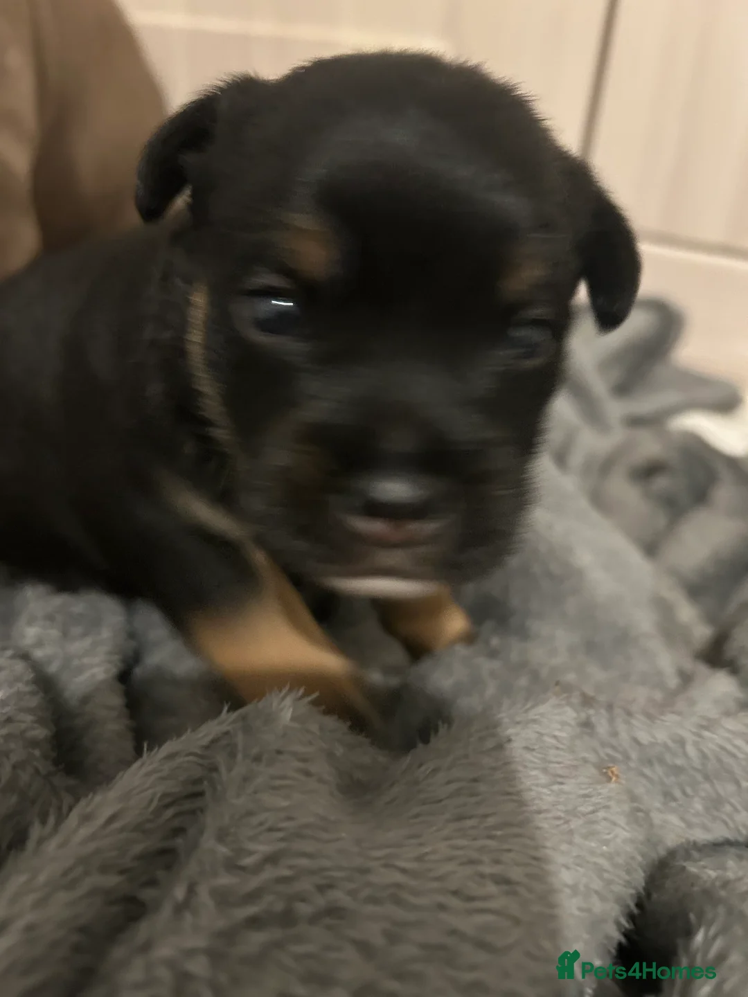 Mixed Breed dogs for sale: Bully x Yorkshire terrier - Advert 2