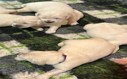 Golden Retriever dogs for sale: Chunky, cream pups - Image 15