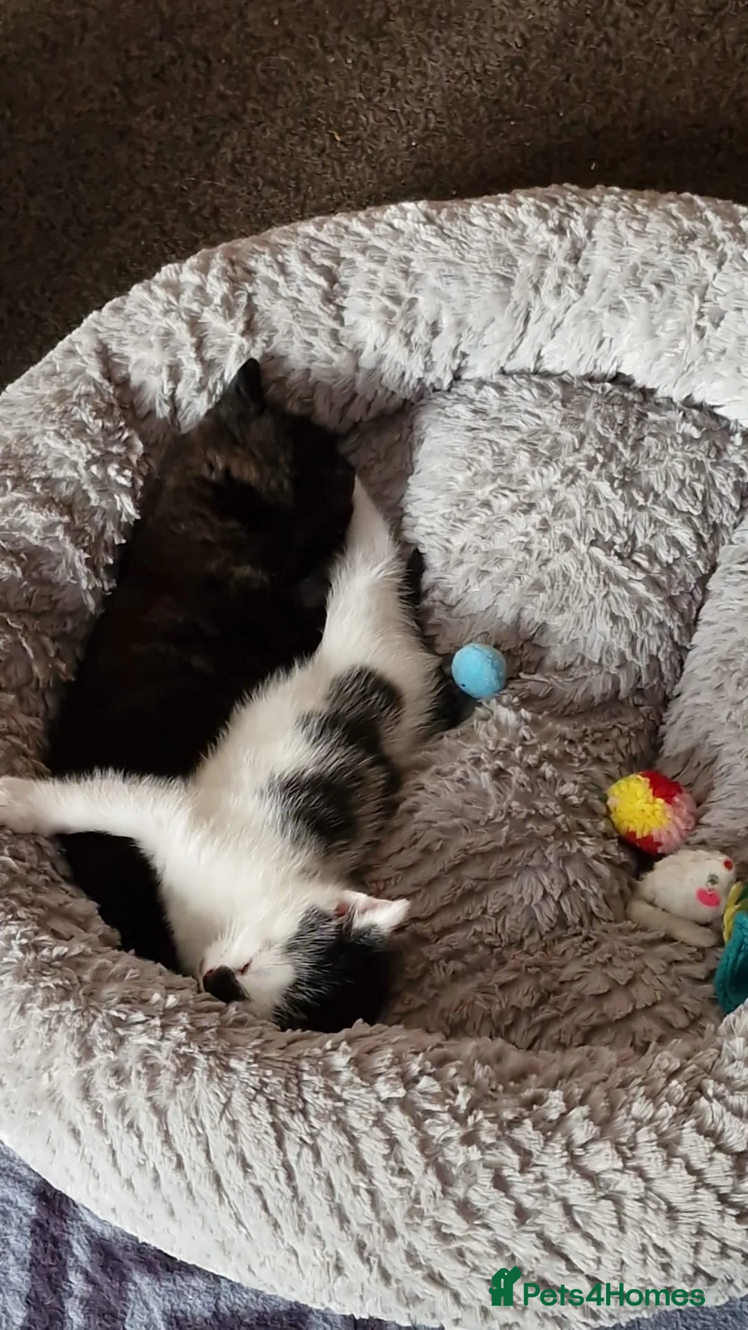 Mixed Breed cats for sale: Beautiful kittens ready to be sold together - Advert 7