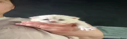 Scottish Fold cats for sale: Adorable 5 Scottish Fold Kittens - Advert 22