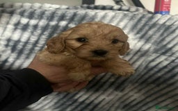 Cockapoo dogs for sale: F1B cockapoo  - Image 8
