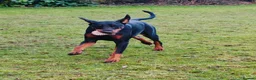 Dobermann dogs for sale: A Stunning strong KC Reg Black & Tan Doberman - Advert 16