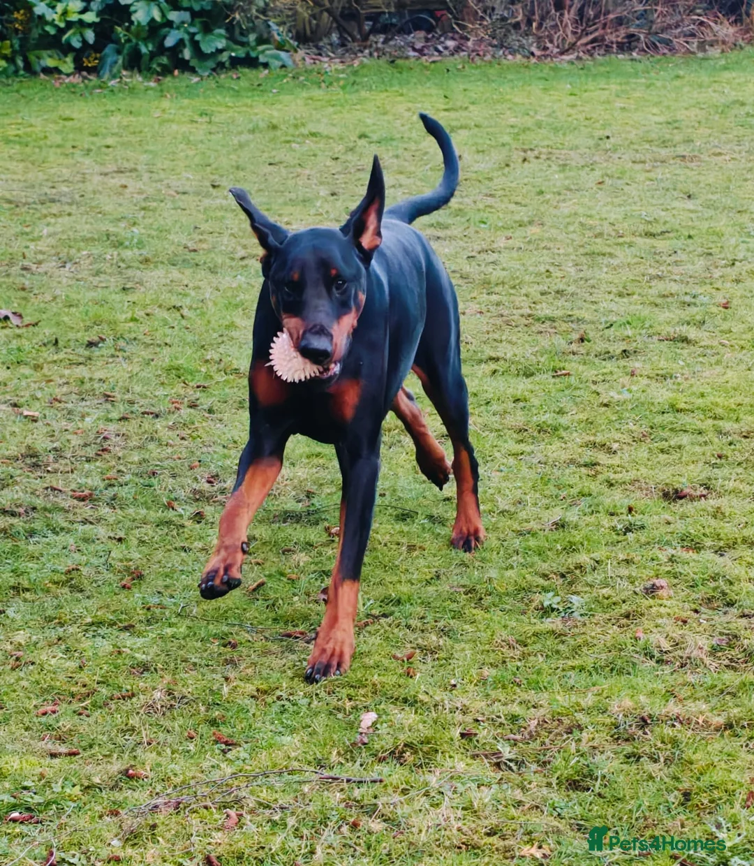 Dobermann dogs for sale: A Stunning strong KC Reg Black & Tan Doberman - Advert 16