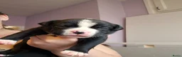 Mixed Breed dogs for sale: 2 handsome bullweiller's left from a litter of 10 - Advert 19