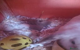 Mini Lop rabbits for sale: Mini lops (kits) - Image 1