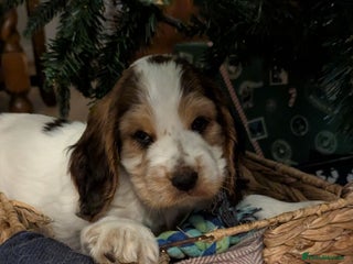 Cocker Spaniel dogs Show Type cocker spaniel puppies for sale - Advert 3