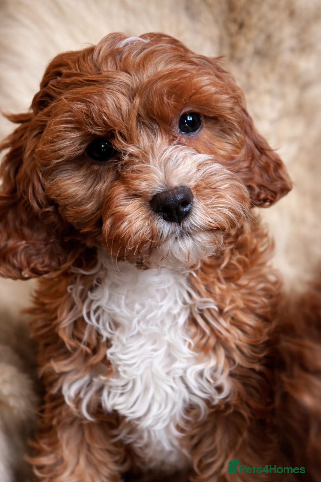 Cavapoo dogs Health tested toy Cavapoo girl - Advert 3