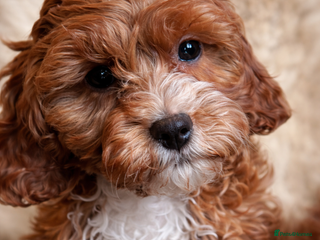 Cavapoo dogs Health tested toy Cavapoo girl - Advert 3