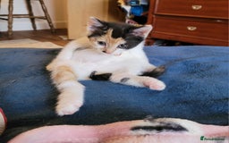 Mixed Breed cats for sale: Bonded pair of Kittens (vaccinated) - Image 6
