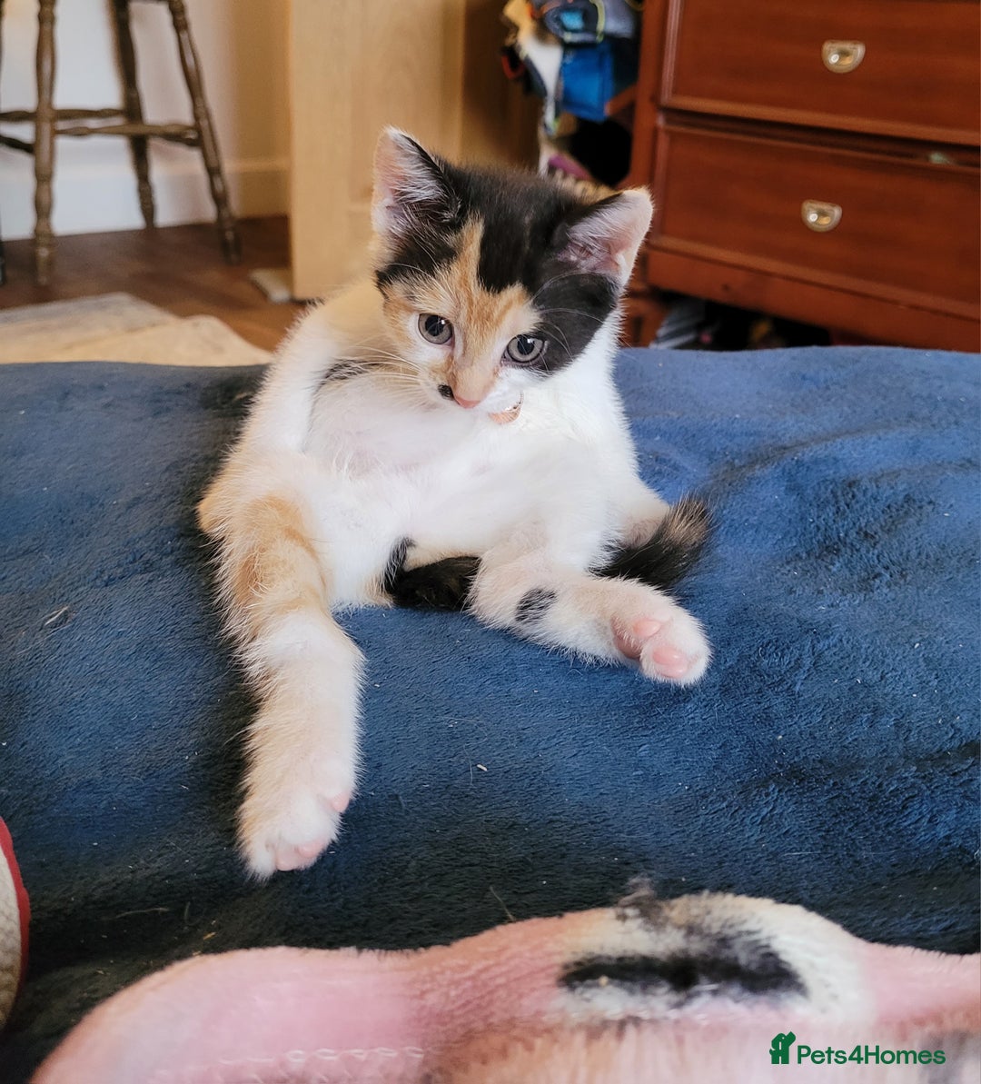 Mixed Breed cats for sale: Bonded pair of Kittens (vaccinated) - Image 6