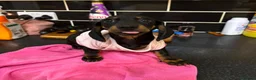Miniature Dachshund dogs for sale: Adorable Miniature Dachshund Girl in Enfield - Advert 20
