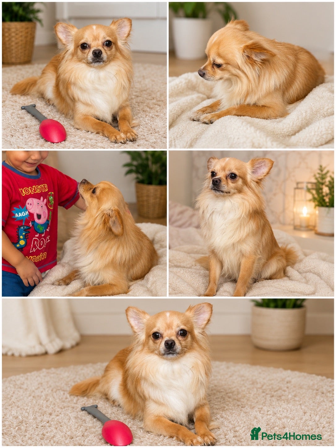 Chihuahua dogs Chihuahua - Advert 6